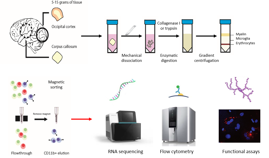 JH_Expression-of-GPR56-by-brain-Trm-cells-4.png